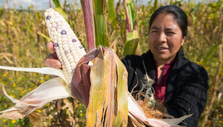 Los desafíos de México en el Día Mundial de la Alimentación